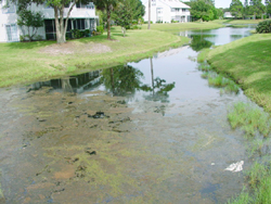 pond algae bioremediation